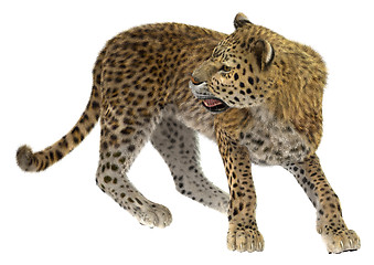 Image showing Big Cat Leopard