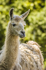 Image showing Llama