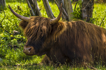 Image showing Highland Cattle