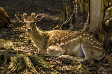 Image showing Deer