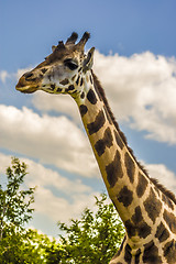 Image showing Giraffe