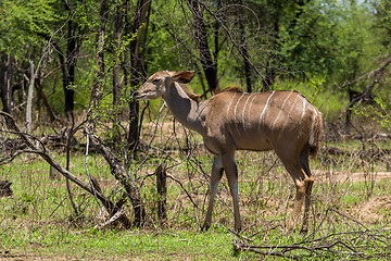 Image showing Kudu