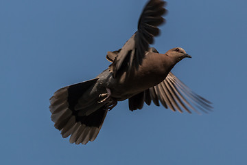 Image showing A pigeon in mid flight