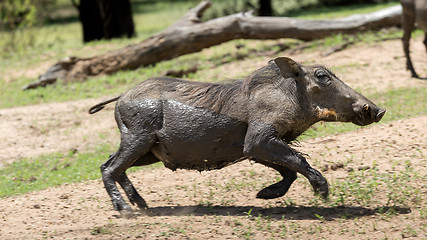 Image showing African warthog