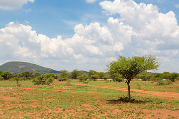 Image showing Shrubs in the dry savannah grasslands of Botswana

