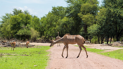 Image showing Kudu