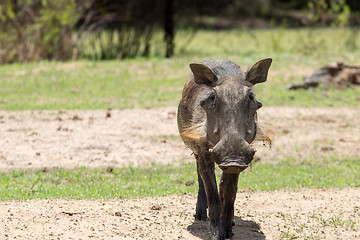 Image showing African warthog