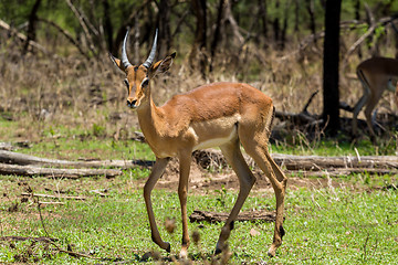 Image showing Impala 