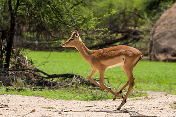 Image showing Impala 