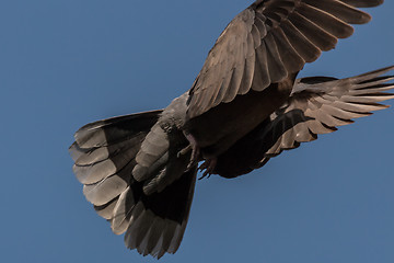 Image showing A pigeon in mid flight