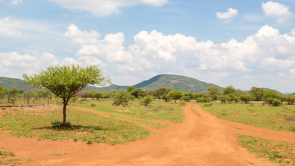 Image showing Shrubs in the dry savannah grasslands of Botswana

