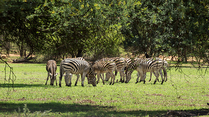 Image showing Zebras grazing