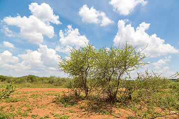 Image showing Shrubs in the dry savannah grasslands of Botswana

