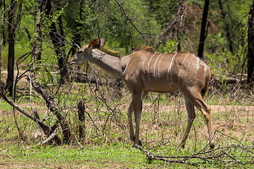 Image showing Kudu