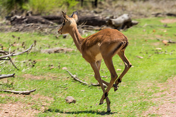 Image showing Impala 