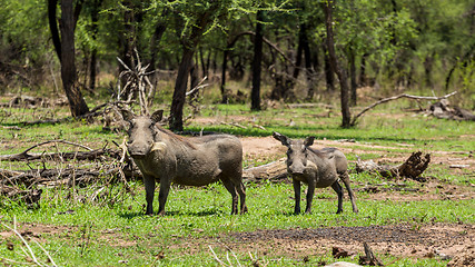 Image showing African warthog