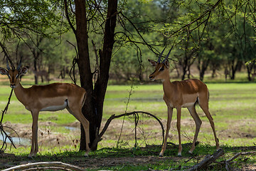 Image showing Impala 