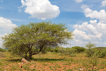 Image showing Shrubs in the dry savannah grasslands of Botswana

