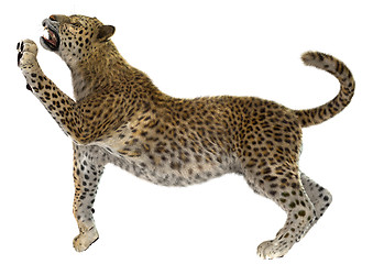 Image showing Big Cat Leopard