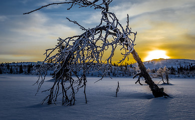 Image showing sunrise in the mountains, one small tree bends for winter