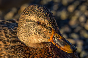 Image showing Duck