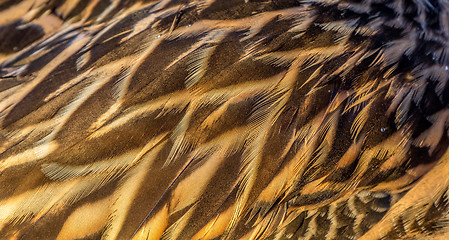 Image showing Duck feathers 