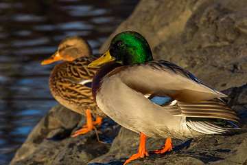 Image showing Duck