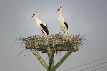 Image showing Storks in nest