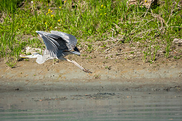 Image showing Heron flying