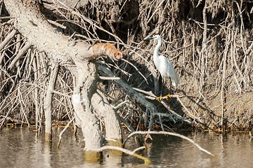 Image showing Small white egret