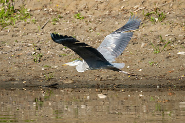 Image showing Grey heron flying