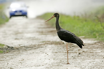 Image showing Black stork standing on road