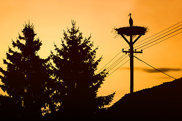 Image showing Stork standing in nest at sunset