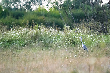 Image showing Grey heron standing on meadow