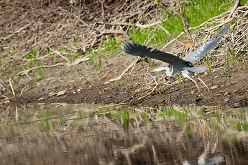 Image showing Heron flying above river