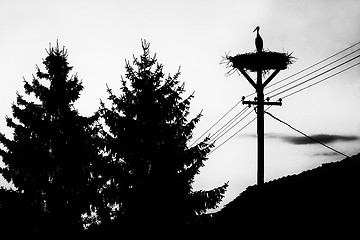 Image showing Stork standing in nest bw