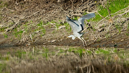 Image showing Grey heron flying above water