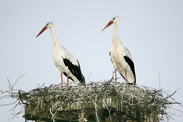 Image showing Two white storks in nest