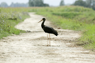 Image showing Black stork standing in pathway