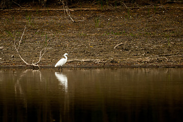 Image showing White egret in water