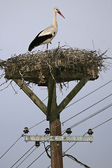 Image showing White stork in nest 