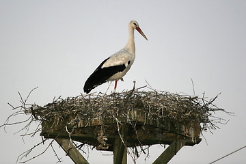 Image showing Stork standing in nest