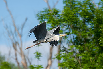 Image showing Heron flying in forest