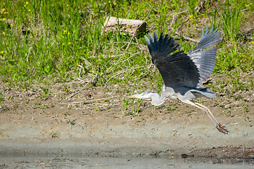 Image showing Grey heron flying in nature