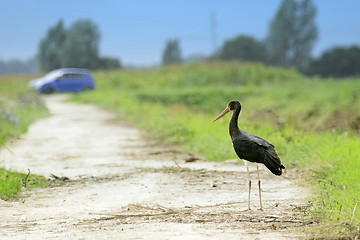 Image showing Black stork standing on field path