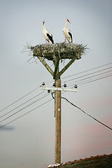 Image showing Storks in nest on electric pole