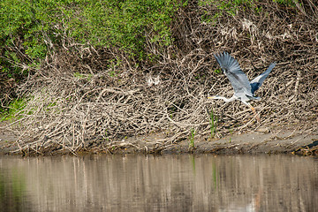 Image showing Grey heron above river