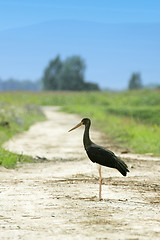 Image showing Black stork standing in road