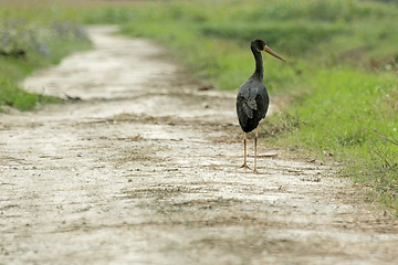 Image showing Black stork on field path