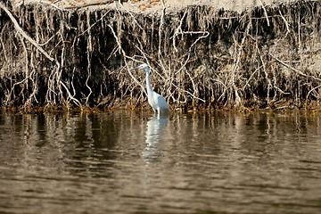 Image showing White heron in water